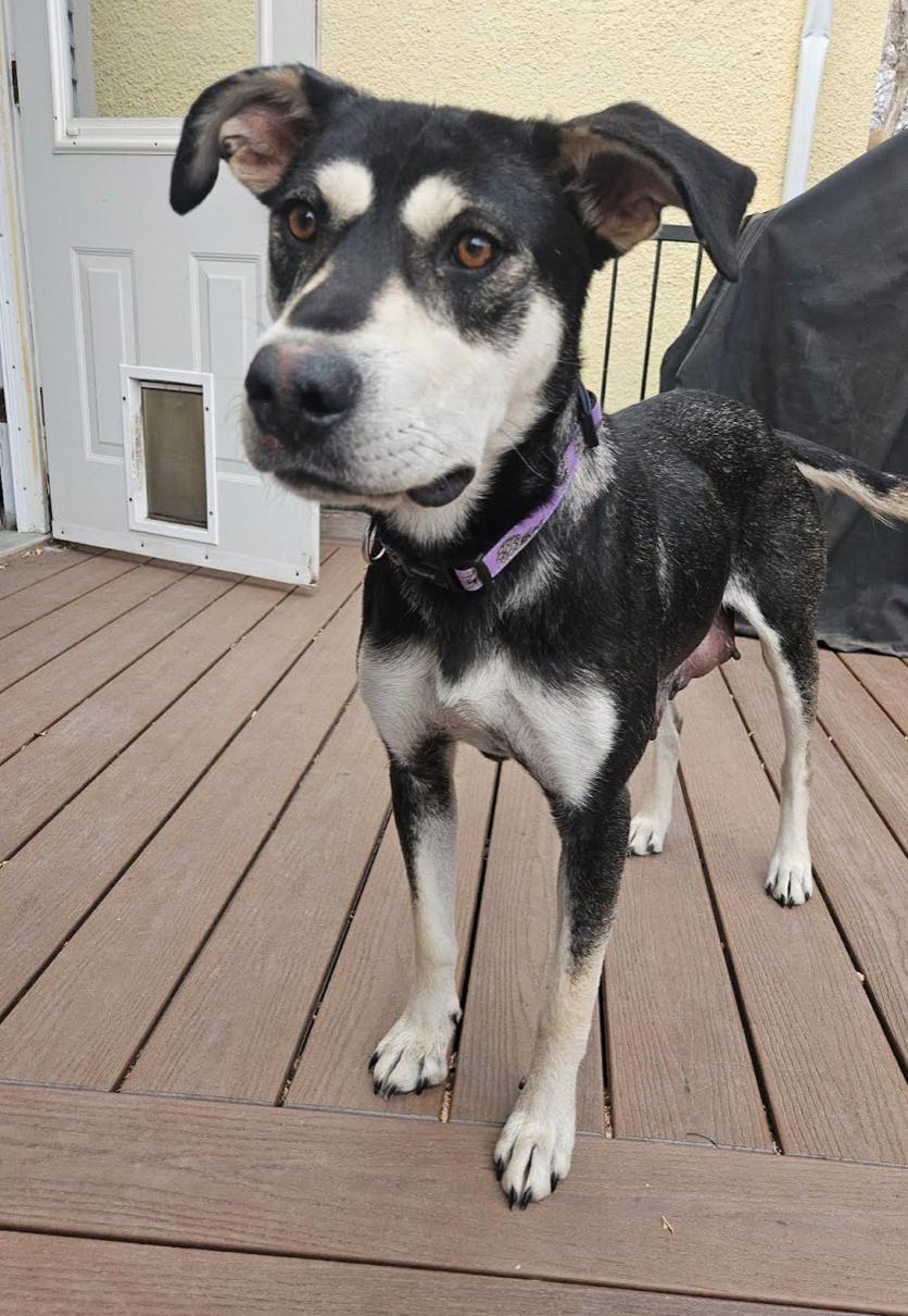 Zora, a Adoptable mixed breed in Calgary, AB image 3/3