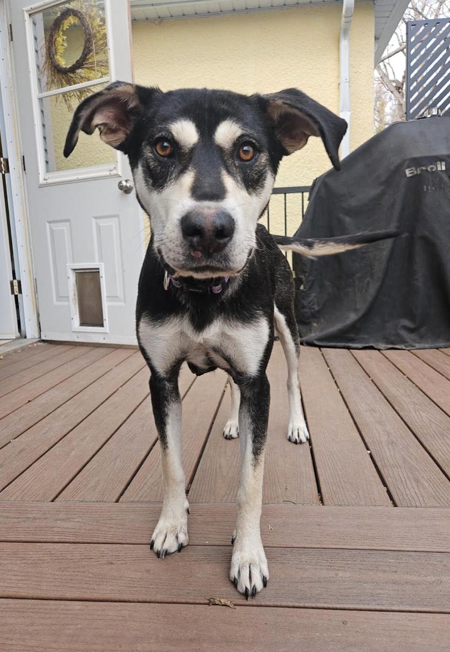 Zora, Adoptable, Young Female Labrador Retriever & Husky.