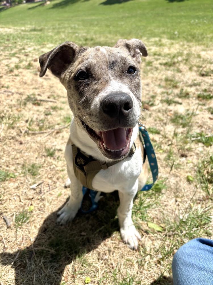 Buttery, a Adoptable mixed breed in Sedalia, CO image 2/6