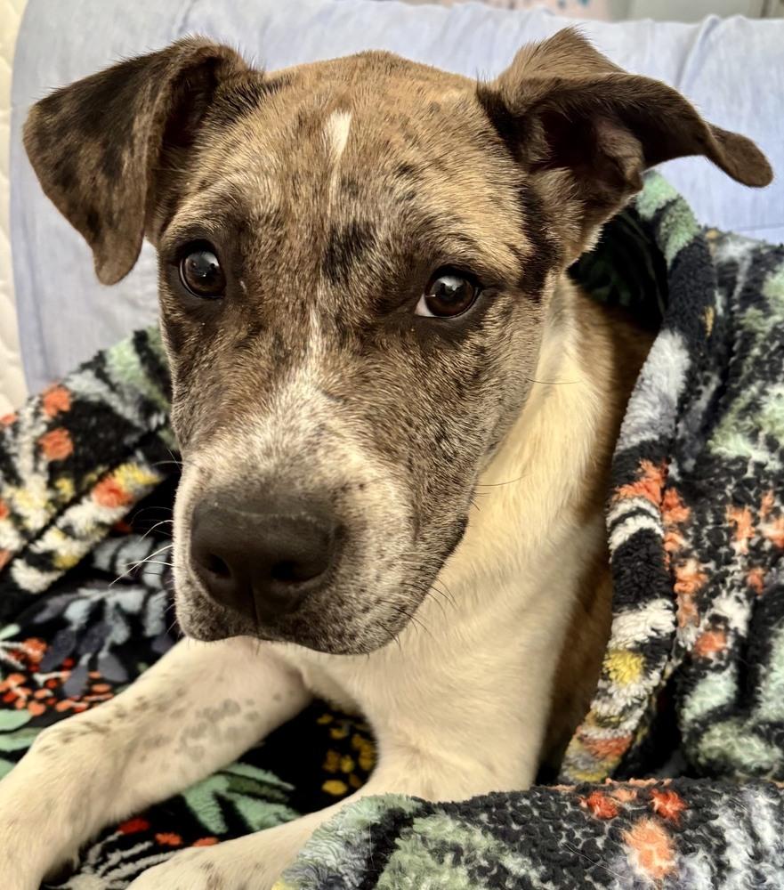 Buttery, a Adoptable mixed breed in Sedalia, CO image 4/6