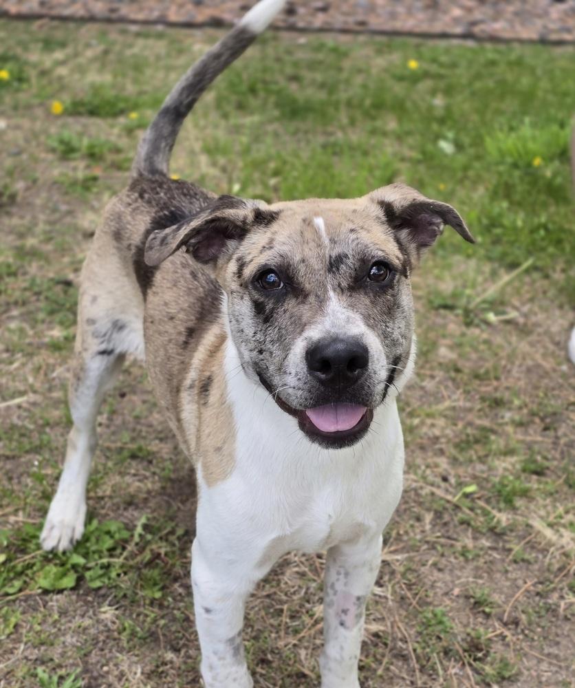 Buttery, a Adoptable mixed breed in Sedalia, CO image 5/6