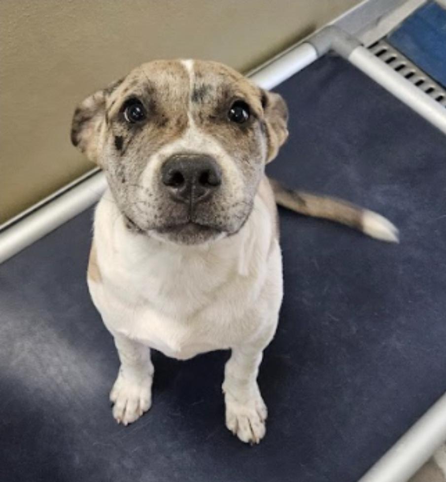 Buttery, a Adoptable mixed breed in Sedalia, CO image 6/6
