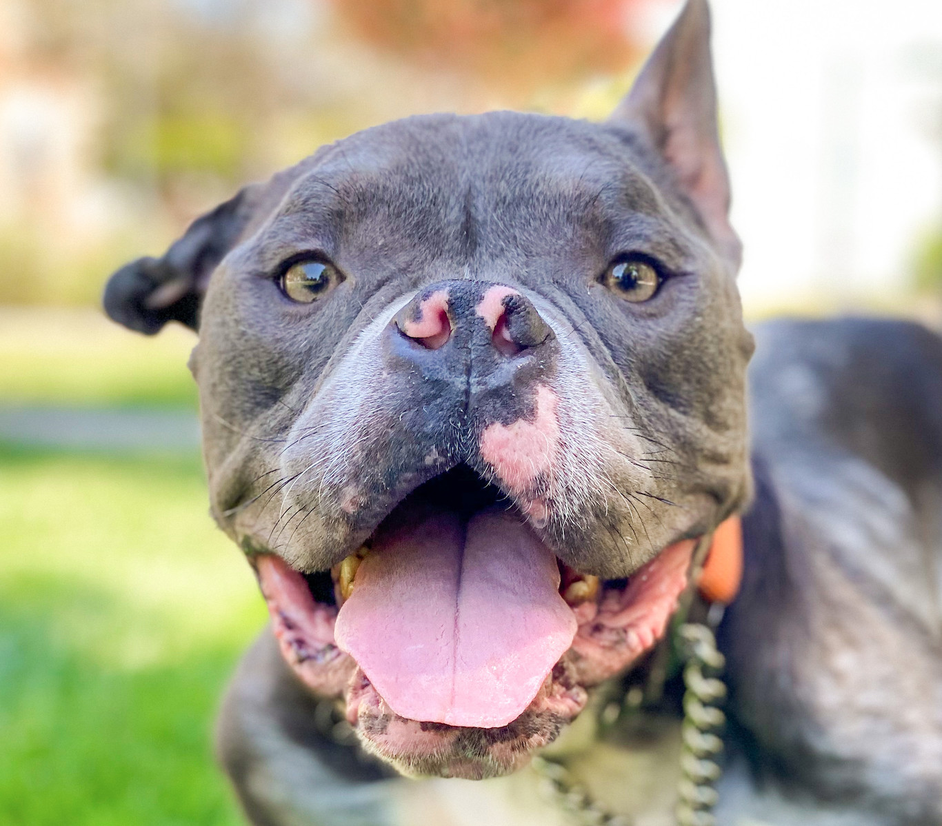 Dublin, Adoptable, Senior Male American Bully.
