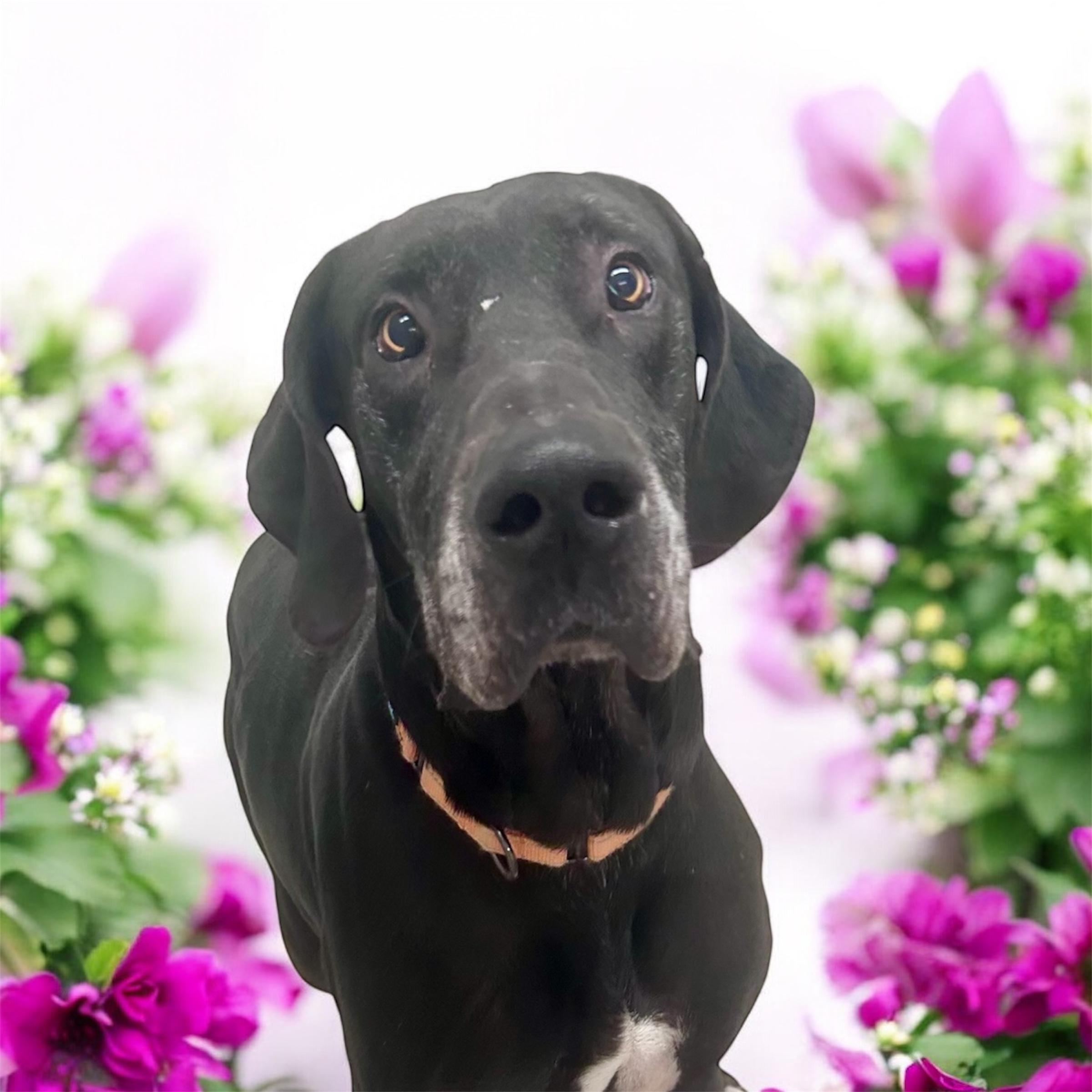 Enlarge Bronx, a ADOPTABLE Great Dane in Horn Lake, MS image 1/6