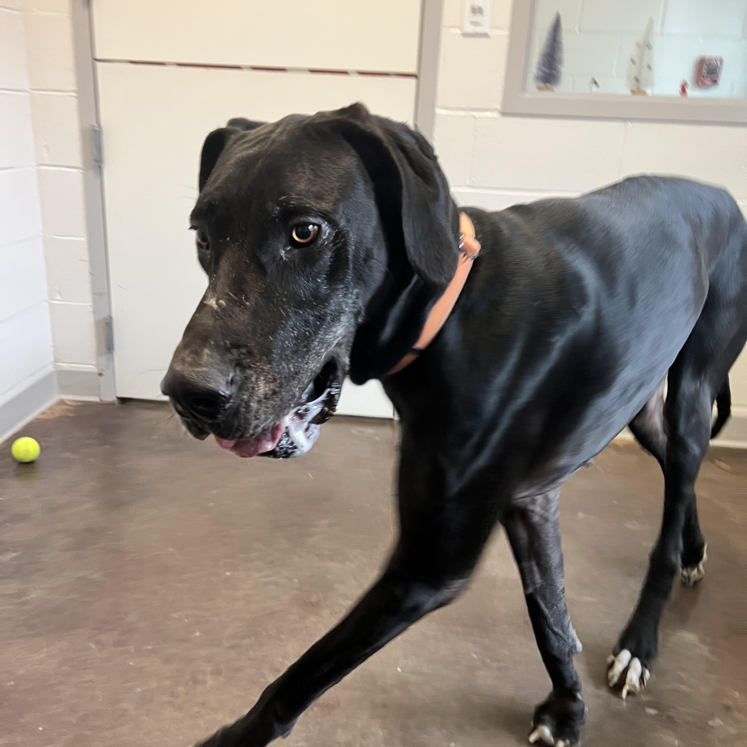Enlarge Bronx, a ADOPTABLE Great Dane in Horn Lake, MS image 1/6
