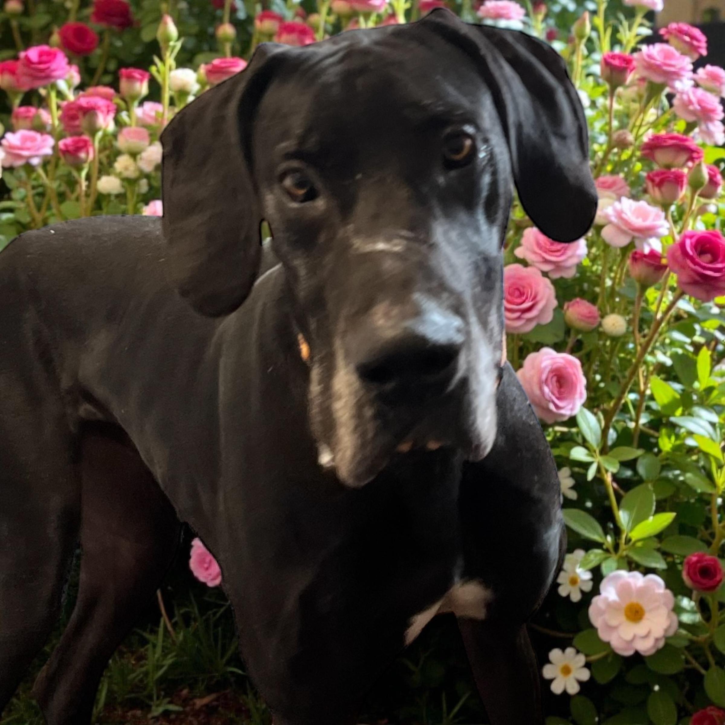 Enlarge Bronx, a ADOPTABLE Great Dane in Horn Lake, MS image 2/6