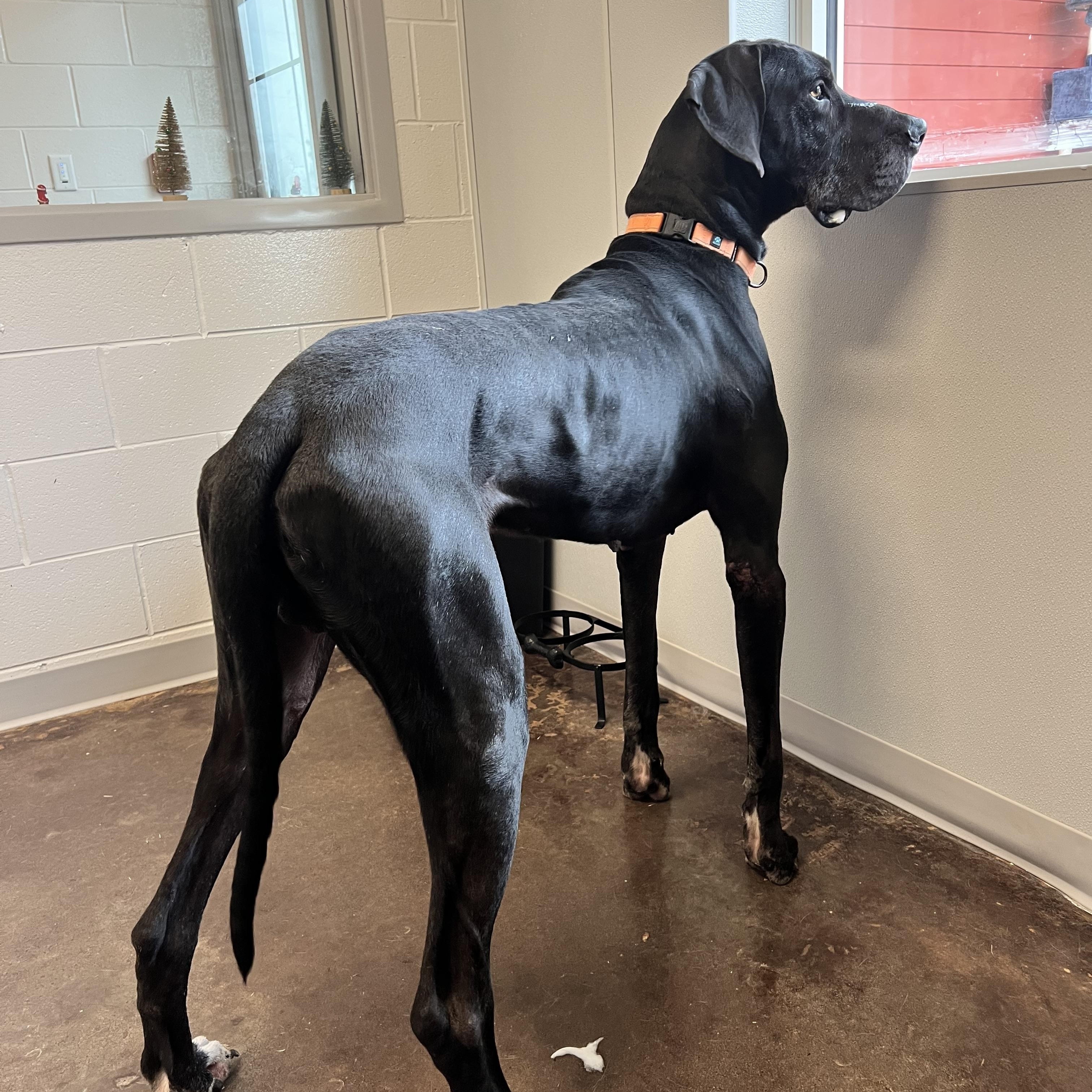 Enlarge Bronx, a ADOPTABLE Great Dane in Horn Lake, MS image 3/6