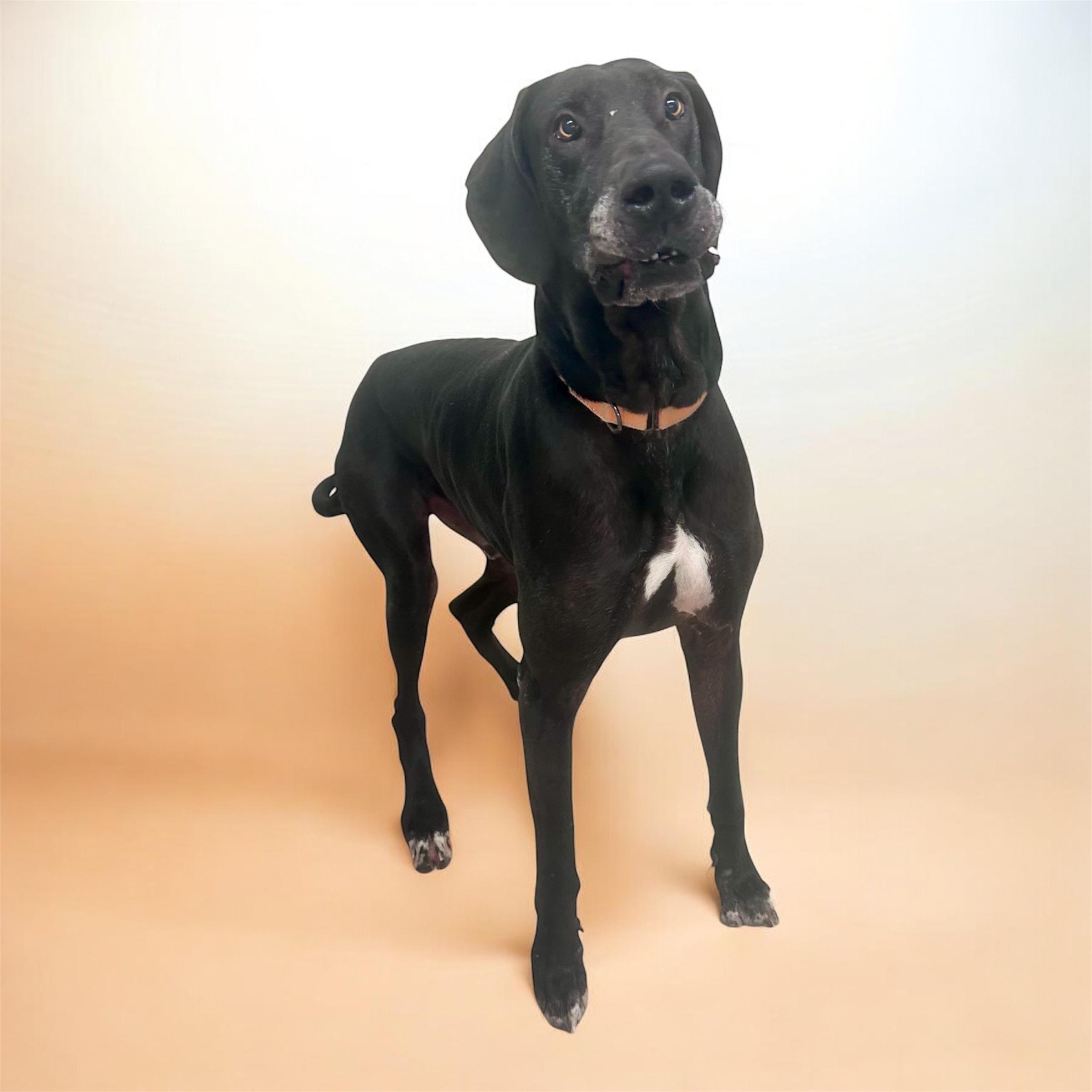 Enlarge Bronx, a ADOPTABLE Great Dane in Horn Lake, MS image 3/6