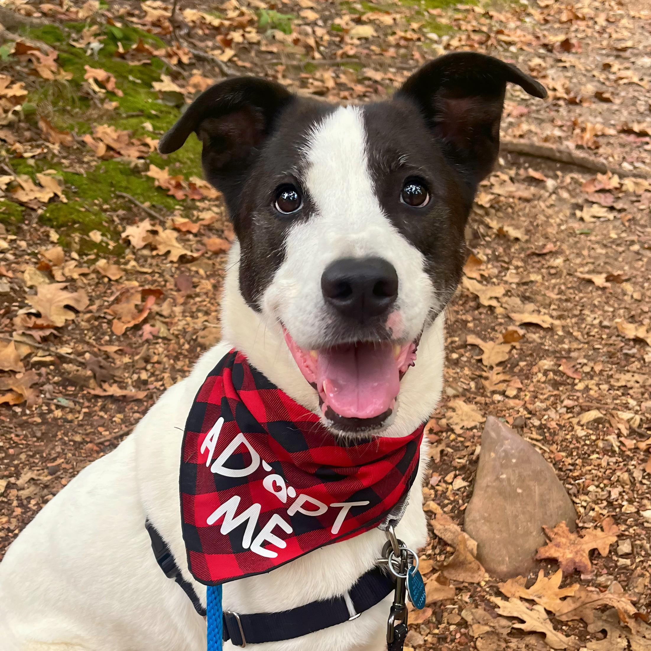 Enlarge Jonas, a Adoptable mixed breed in House Springs, MO image 2/5