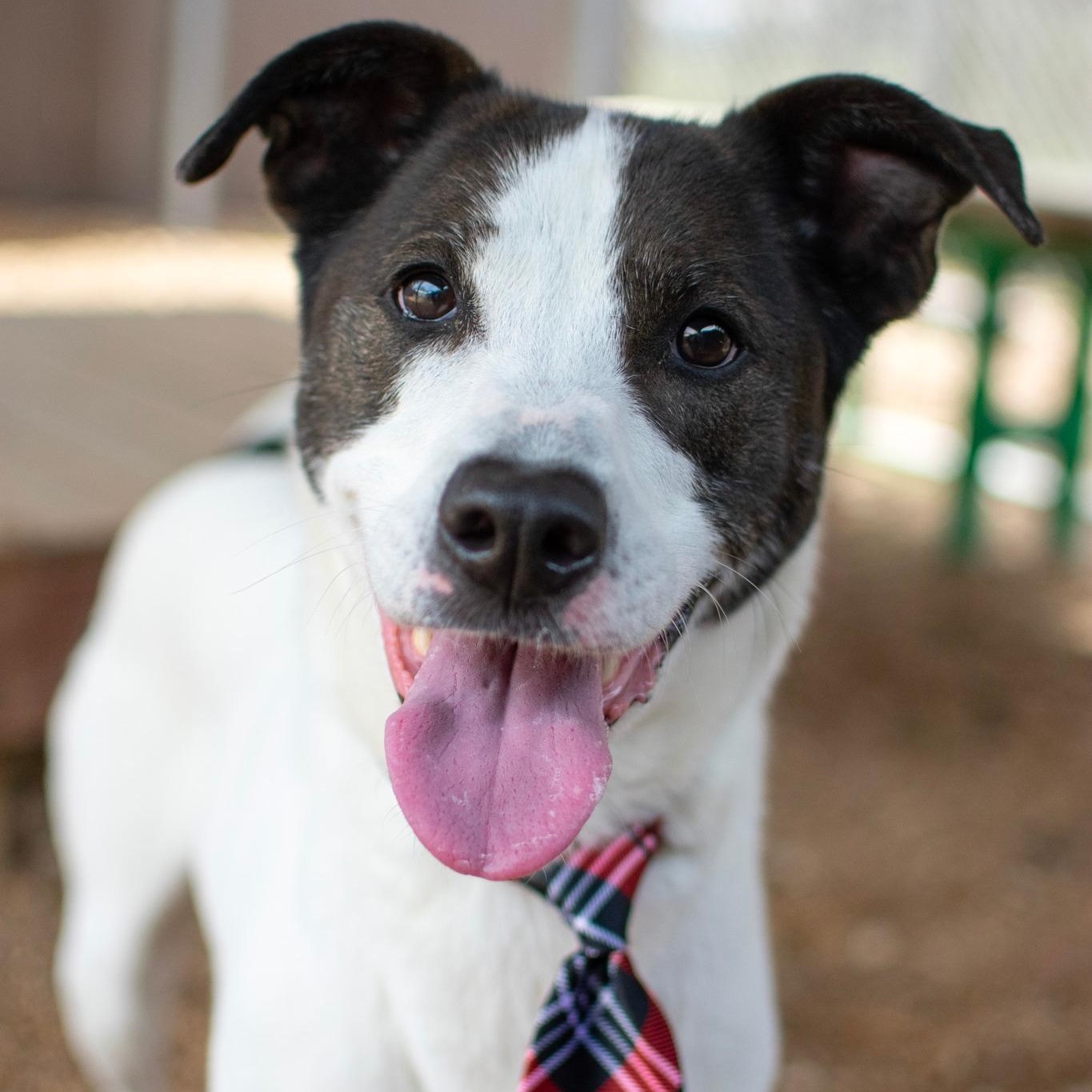 Enlarge Jonas, a Adoptable mixed breed in House Springs, MO image 1/5
