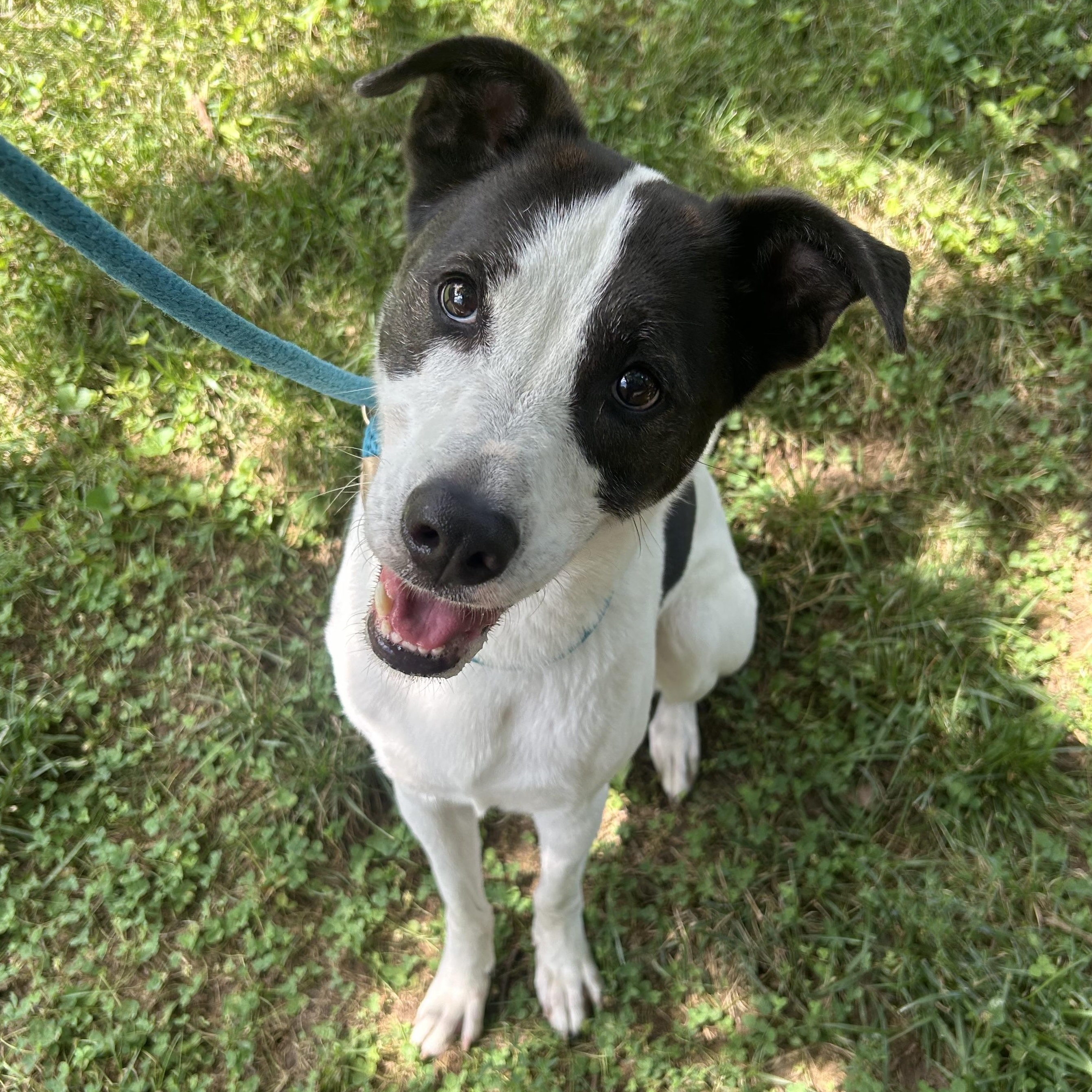 Enlarge Jonas, a Adoptable mixed breed in House Springs, MO image 5/5