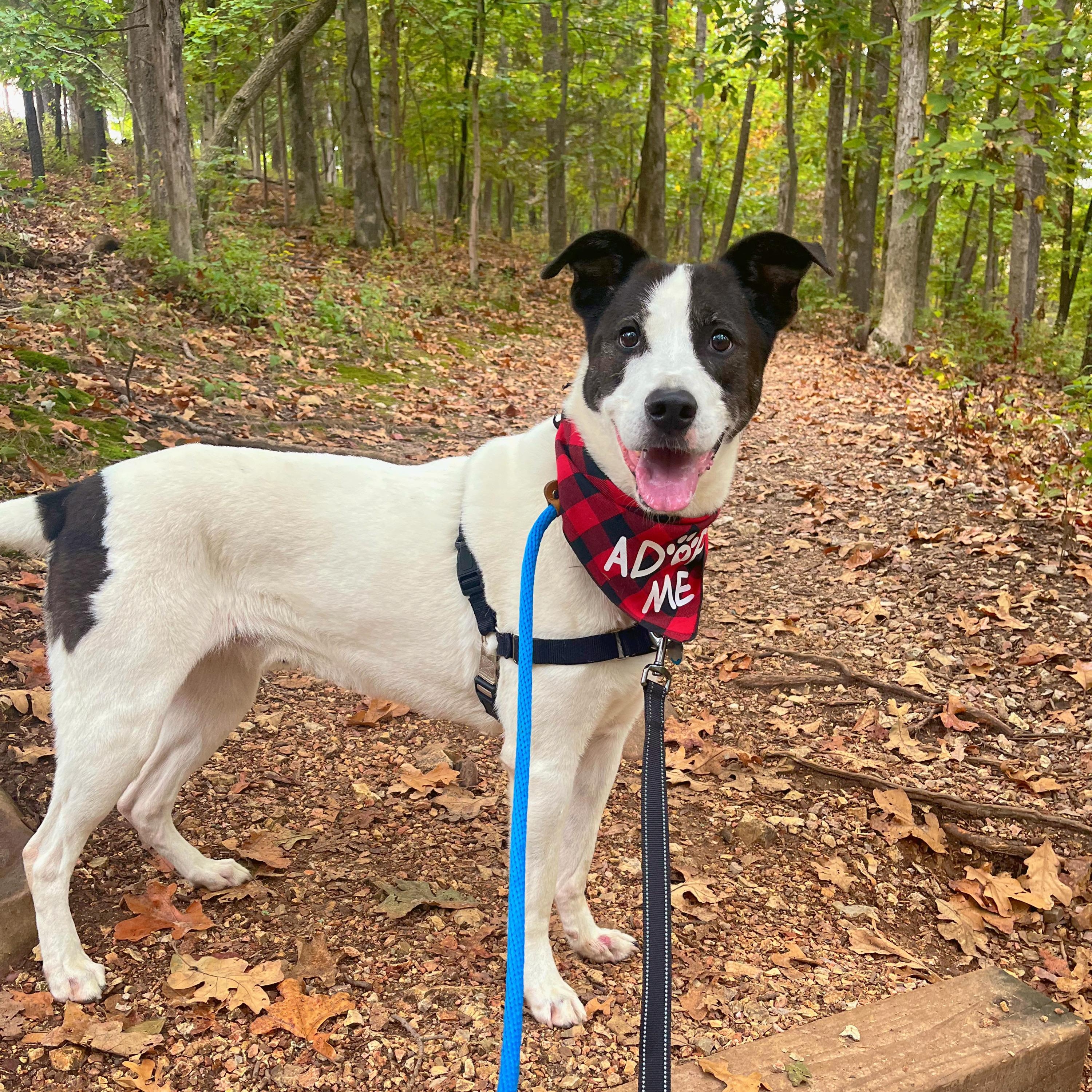 Enlarge Jonas, a Adoptable mixed breed in House Springs, MO image 4/5