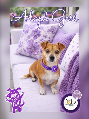Enlarge Geri, a Adoptable Chihuahua in Orange, CA image 1/1