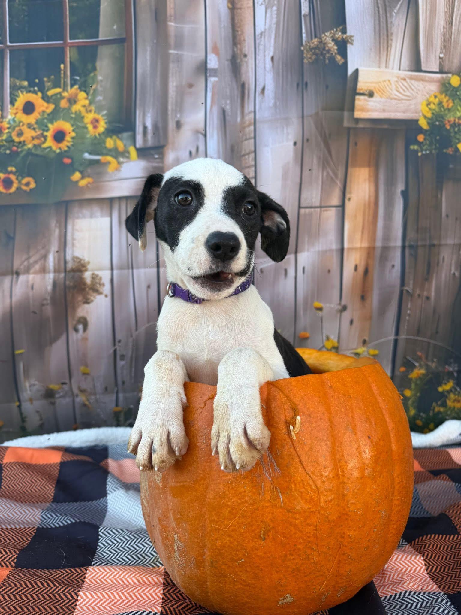 Savannah, Adoptable, Puppy Female Mixed Breed.