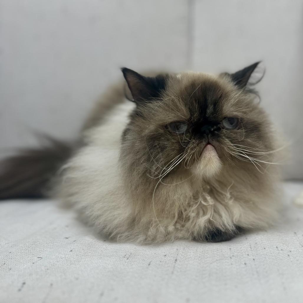 Jezebel, Adoptable, Adult Female Himalayan.