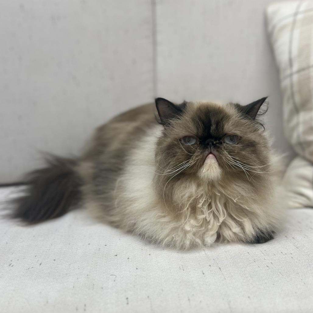 Enlarge Jezebel, a Adoptable Himalayan in Chesapeake, VA image 2/6