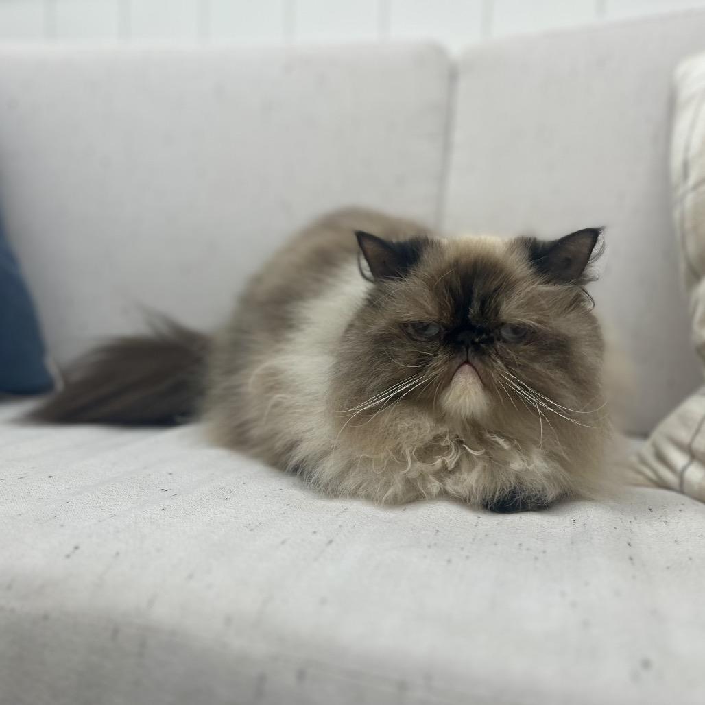 Enlarge Jezebel, a Adoptable Himalayan in Chesapeake, VA image 3/6