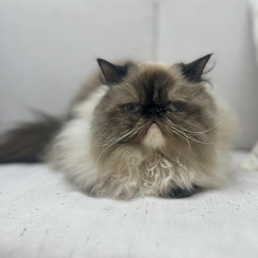 Enlarge Jezebel, a Adoptable Himalayan in Chesapeake, VA image 4/6