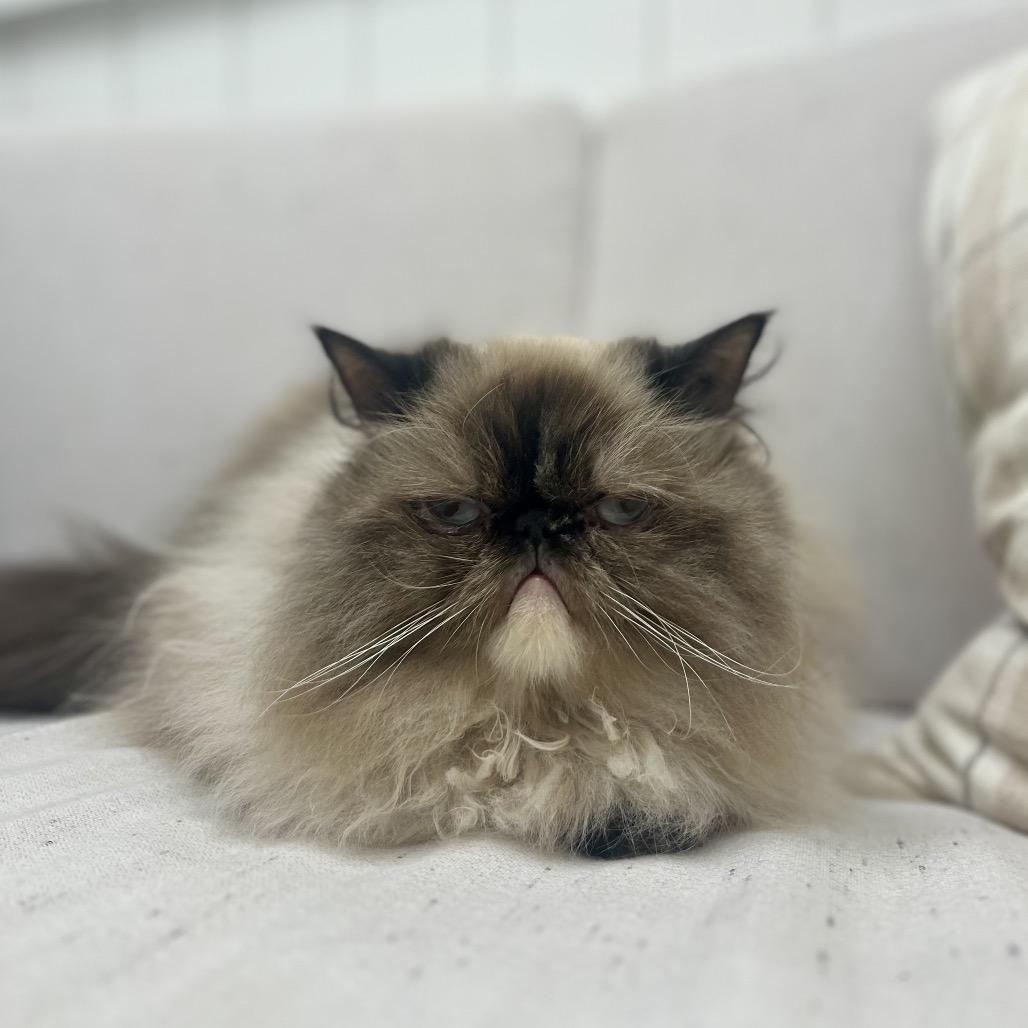 Enlarge Jezebel, a Adoptable Himalayan in Chesapeake, VA image 5/6