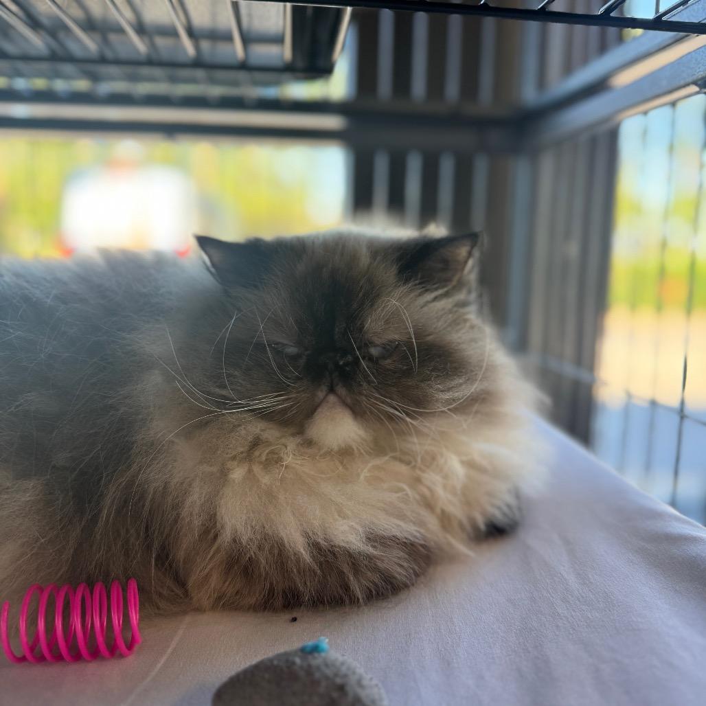 Enlarge Jezebel, a Adoptable Himalayan in Chesapeake, VA image 6/6