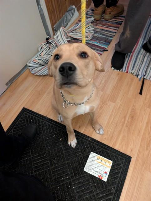 Enlarge Bacon, an adopted mixed breed in Urbana, IL image 1/1