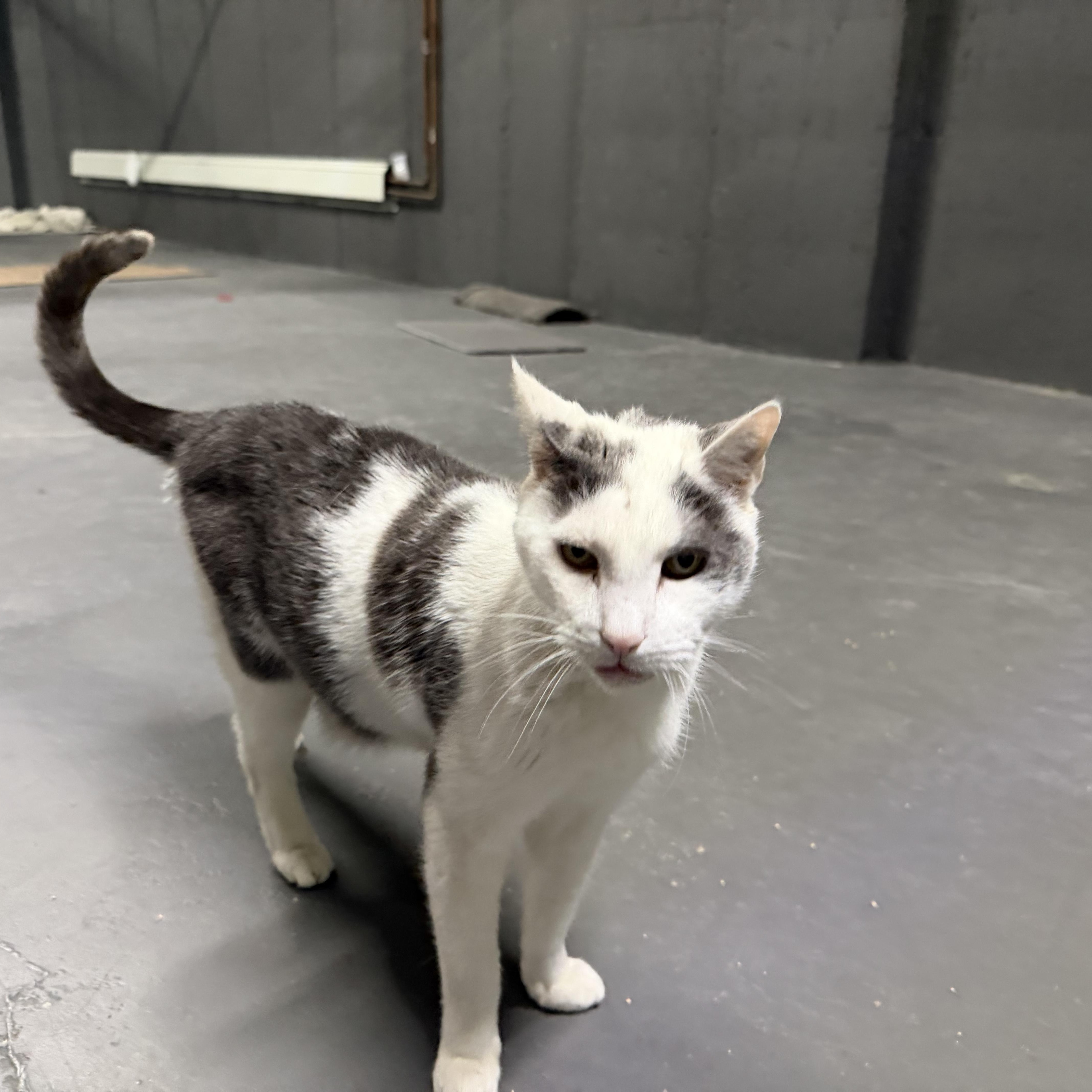 Pancho, a ADOPTABLE Domestic Short Hair in Flushing, NY image 2/6