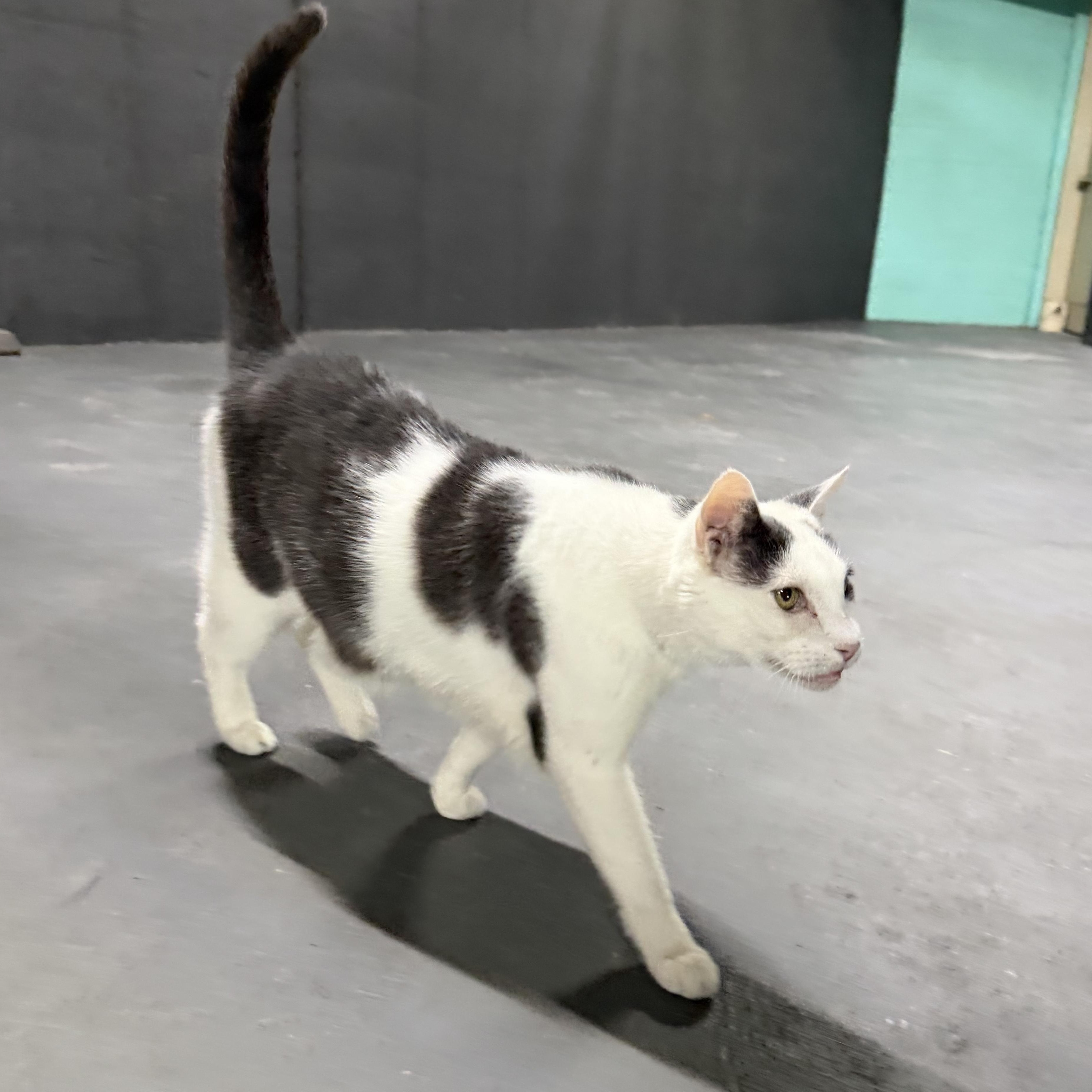 Pancho, a ADOPTABLE Domestic Short Hair in Flushing, NY image 5/6
