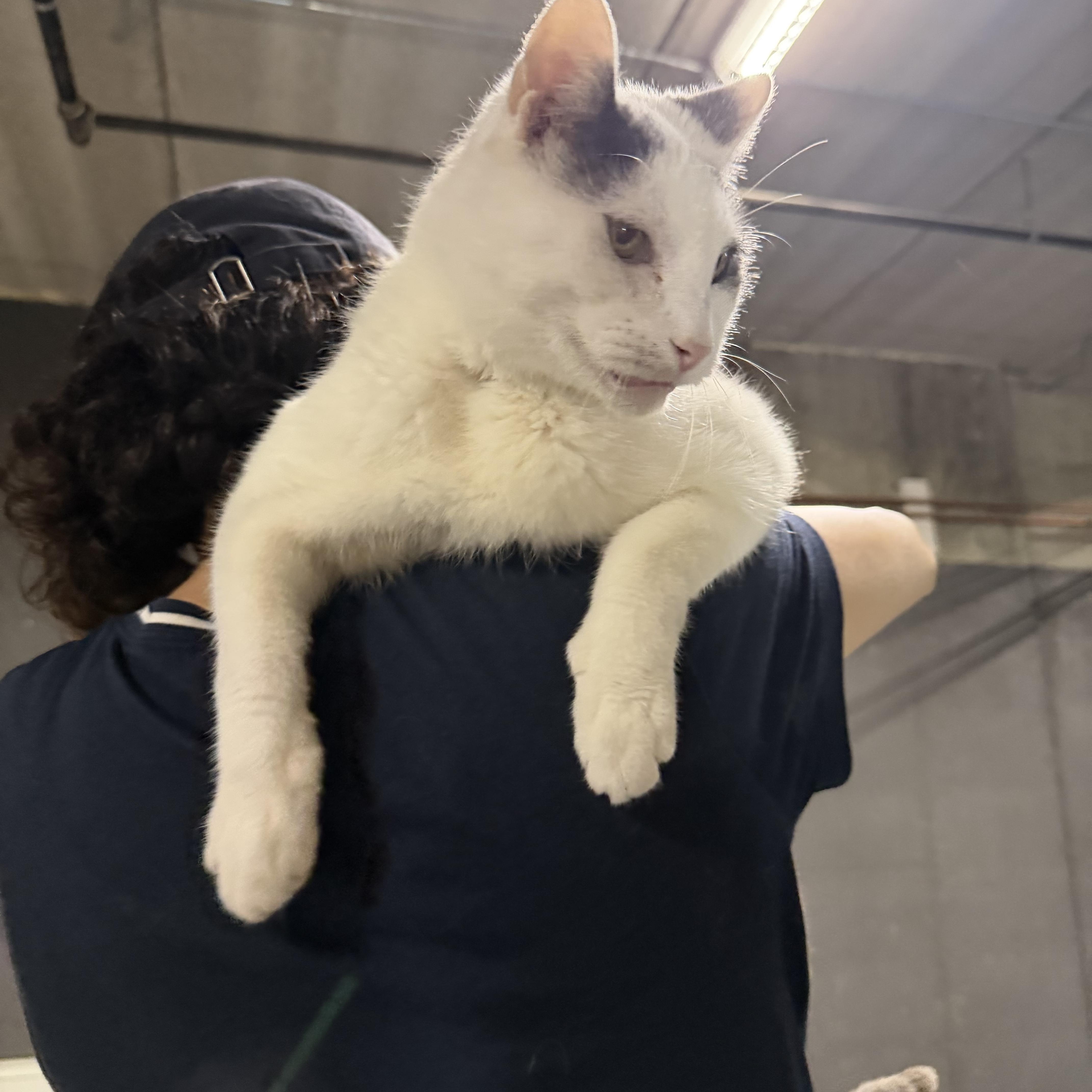 Pancho, ADOPTABLE, Adult Male Domestic Short Hair.