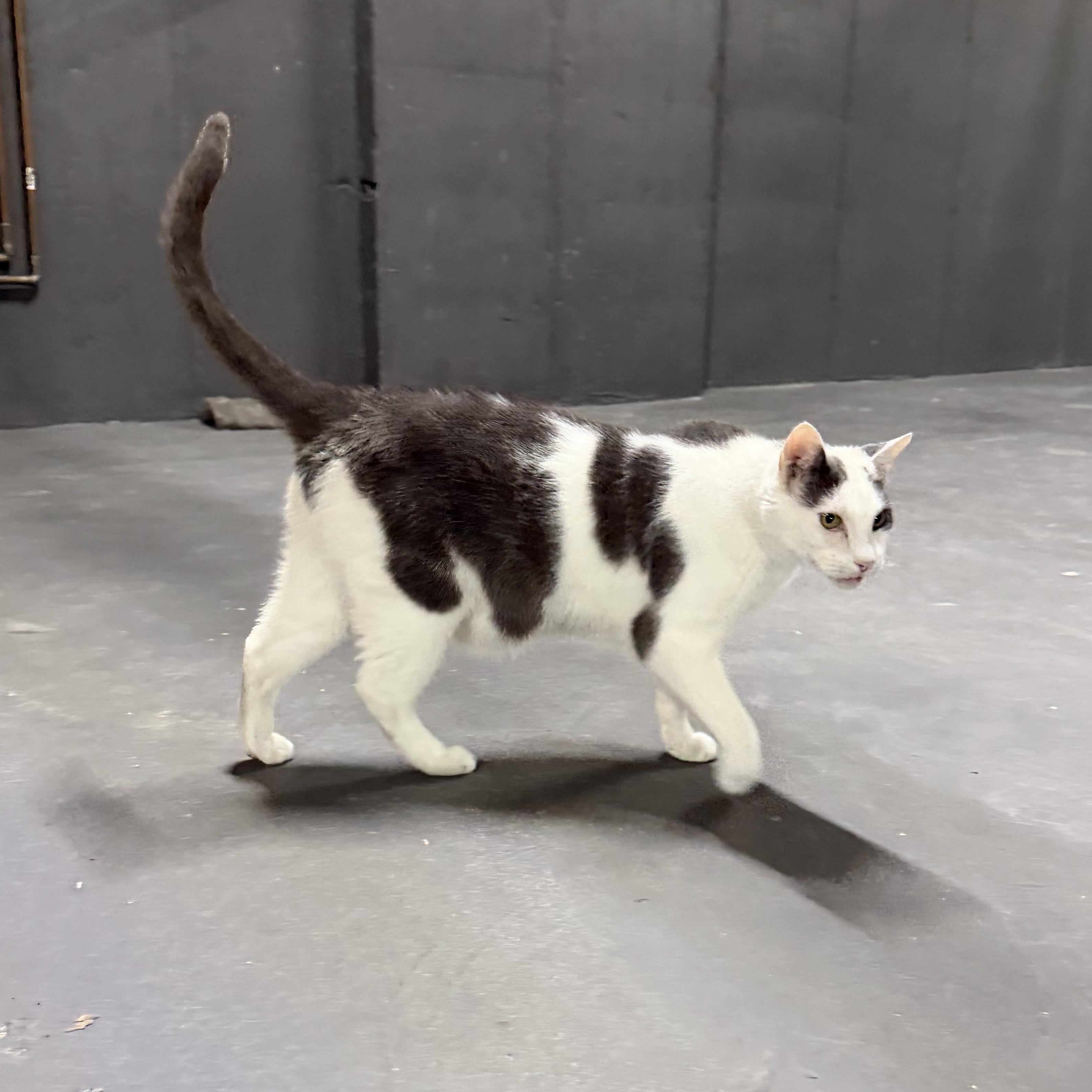 Pancho, a ADOPTABLE Domestic Short Hair in Flushing, NY image 3/6
