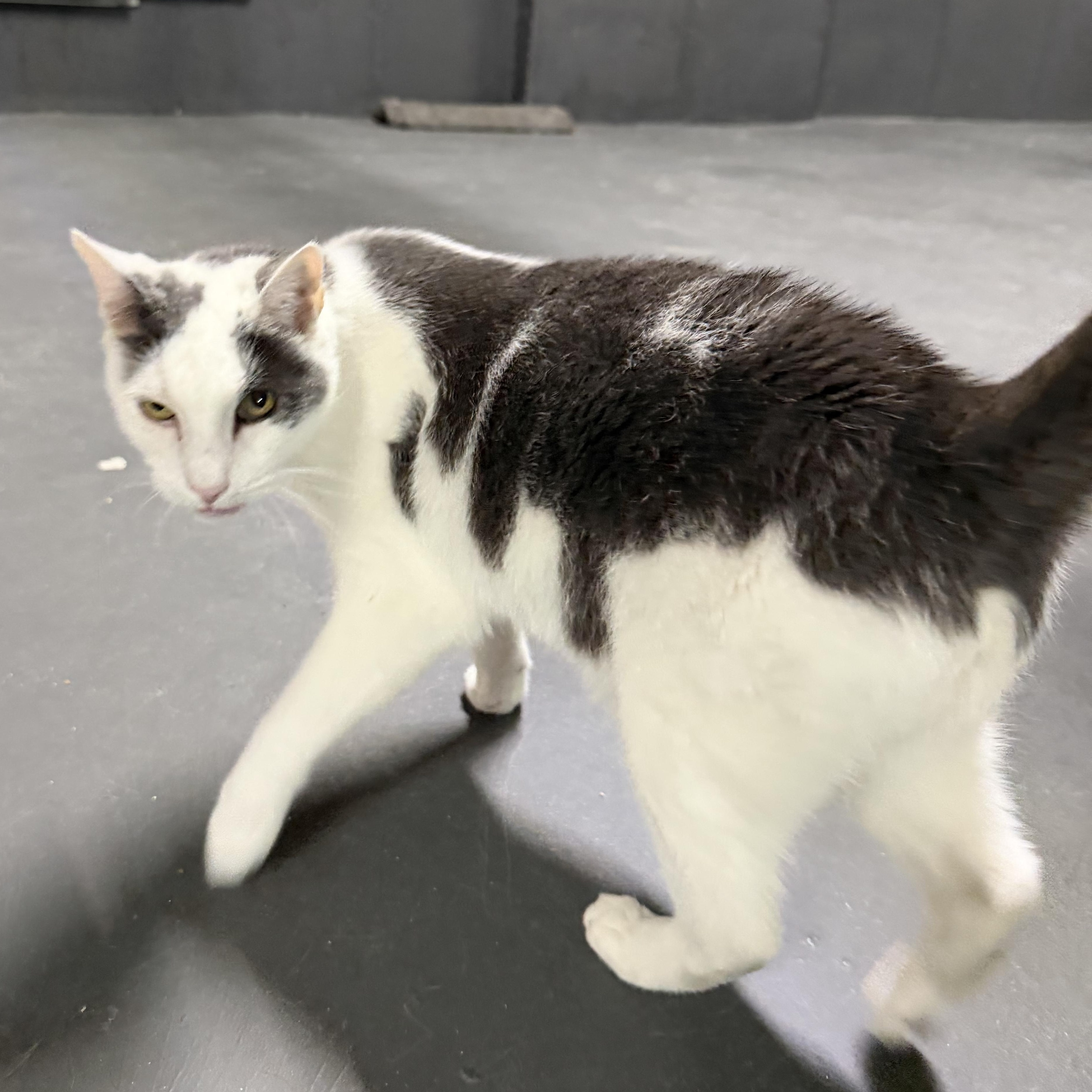 Pancho, a ADOPTABLE Domestic Short Hair in Flushing, NY image 4/6