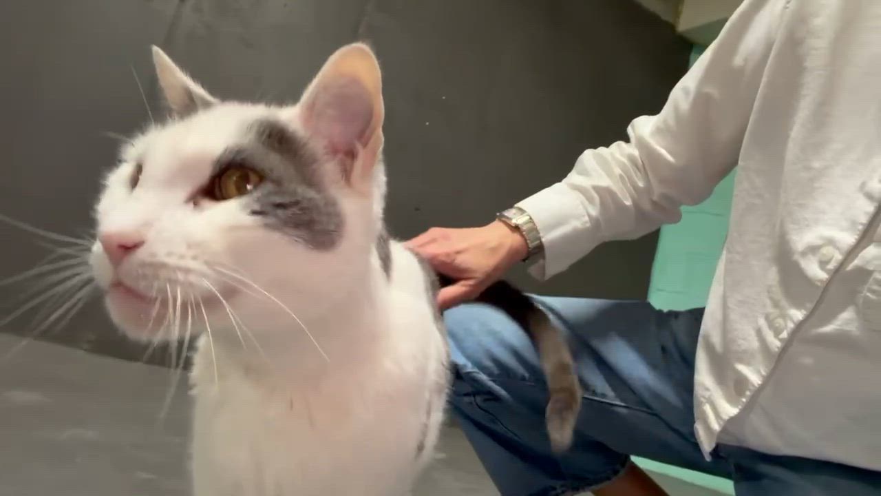 Enlarge Pancho, a ADOPTABLE Domestic Short Hair in Flushing, NY video 6/6