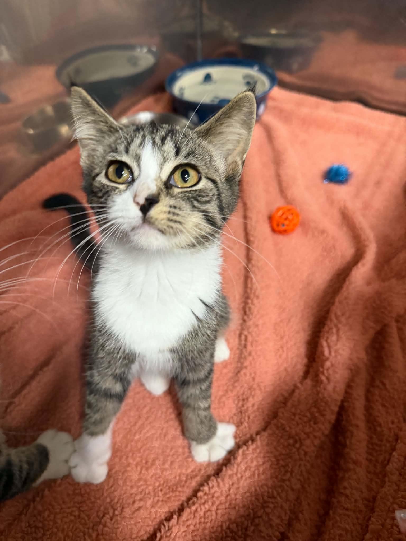 Tickles, adopted, Kitten Female Domestic Short Hair.