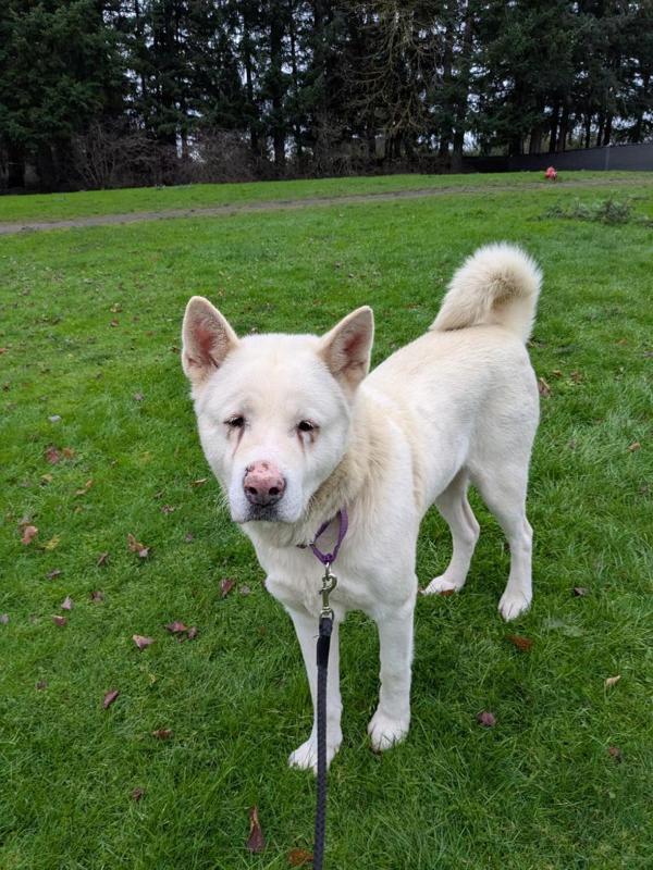 Juju, Adoptable, Adult Female Akita.