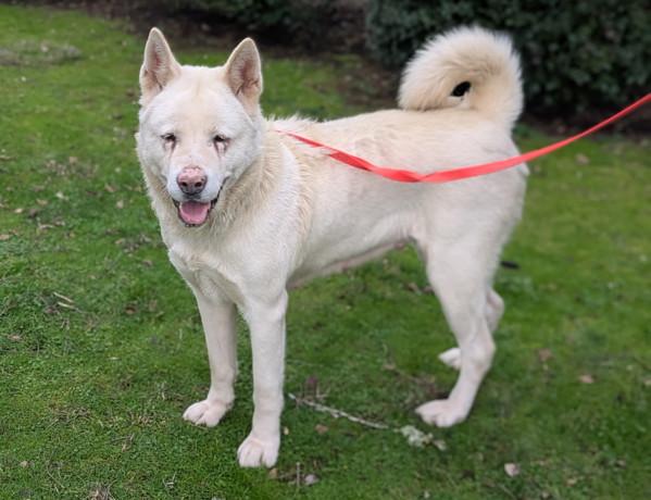 Enlarge Juju, a Adoptable mixed breed in Vancouver, WA image 2/6