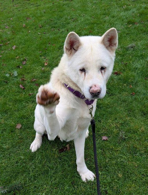 Enlarge Juju, a Adoptable mixed breed in Vancouver, WA image 3/6
