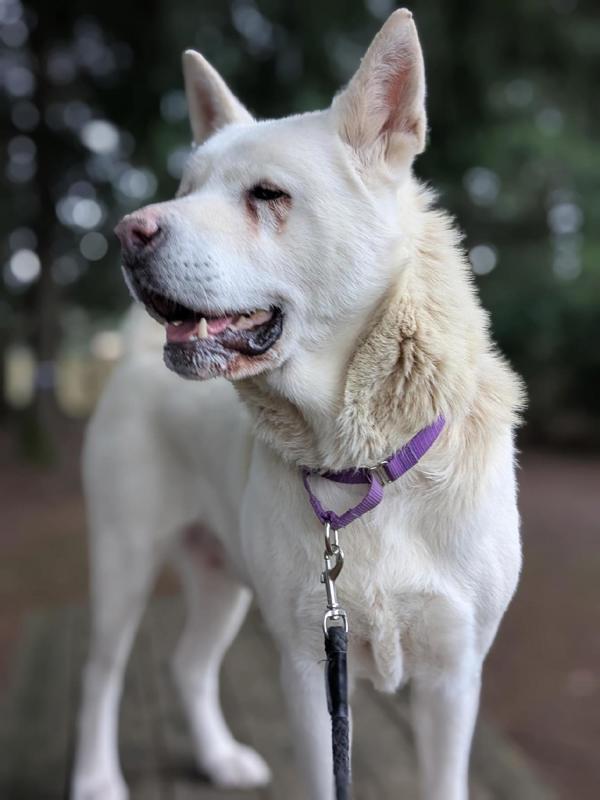 Enlarge Juju, a Adoptable mixed breed in Vancouver, WA image 4/6