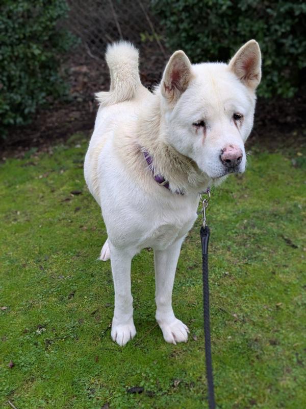 Enlarge Juju, a Adoptable mixed breed in Vancouver, WA image 5/6