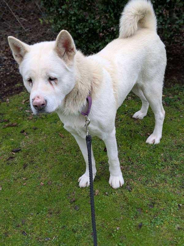 Enlarge Juju, a Adoptable mixed breed in Vancouver, WA image 6/6