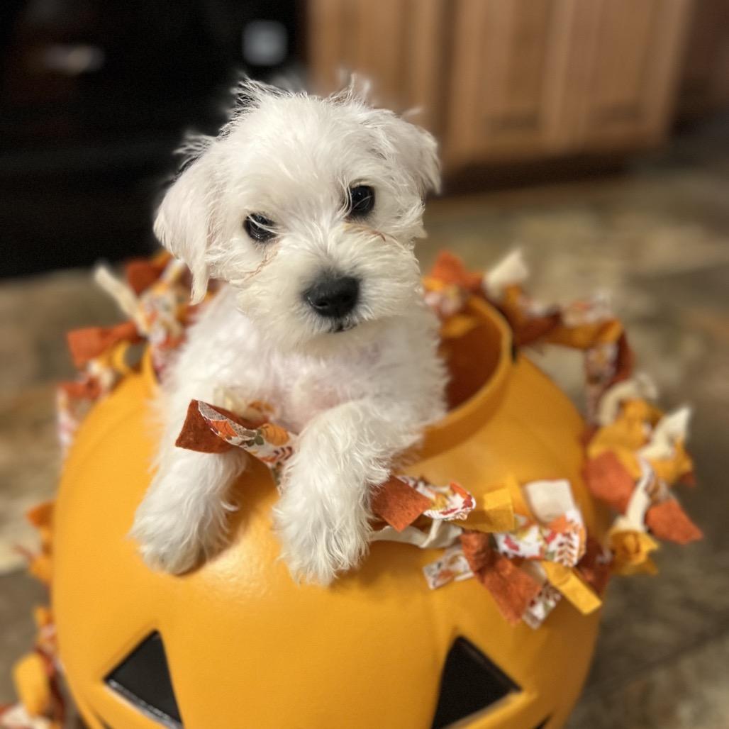 Apollo, Adoptable, Puppy Male Miniature Schnauzer & Mixed Breed.