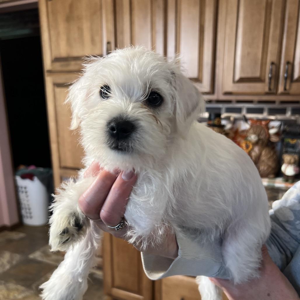 Enlarge Apollo, a Adoptable mixed breed in Wadena, MN image 3/3