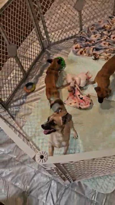 Enlarge Fifi, Fergie and Fiona, a Adoptable mixed breed in Atlanta, GA video 4/5
