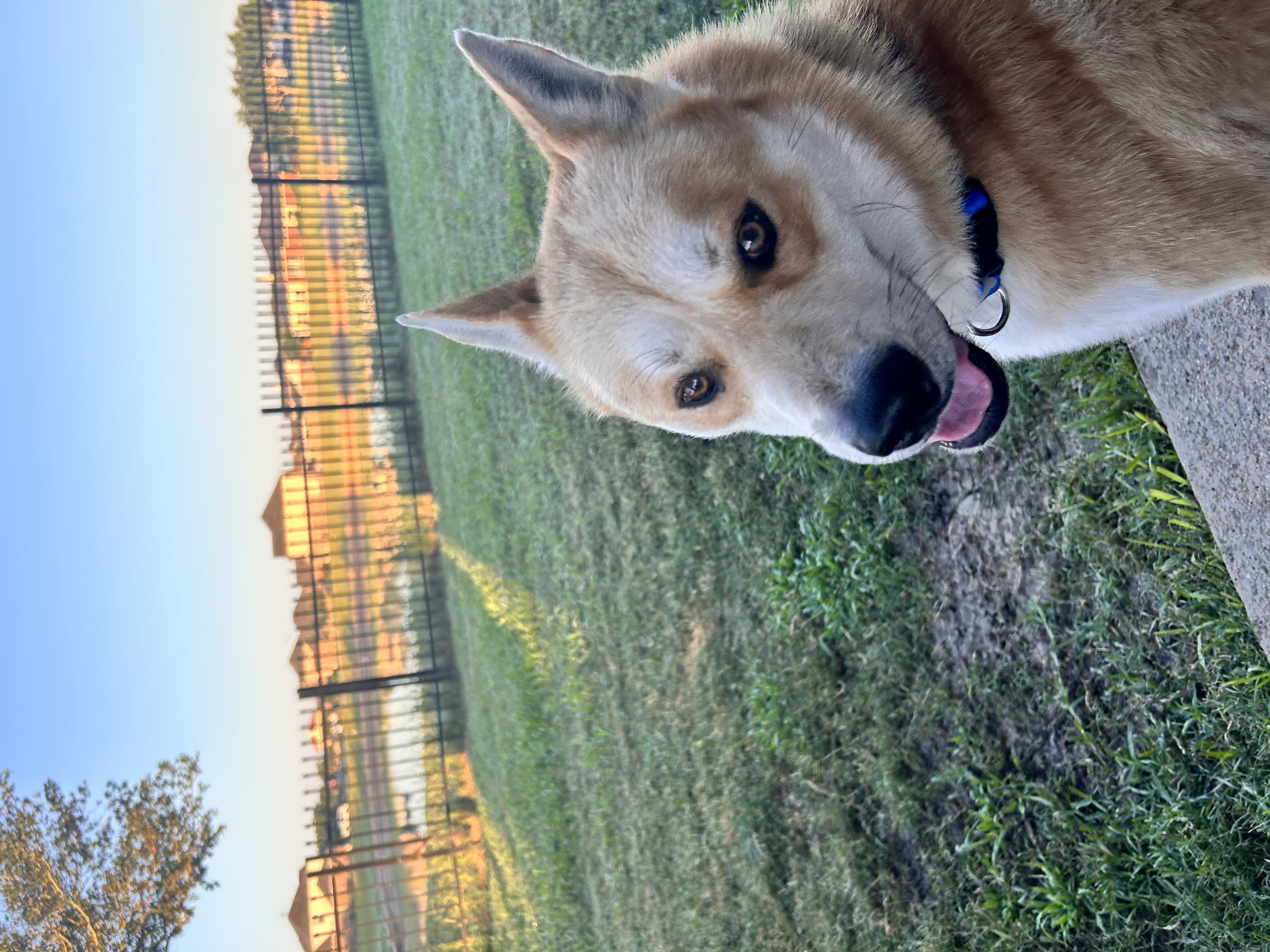 Timon, Adopted, Adult Male Akita & Shiba Inu.