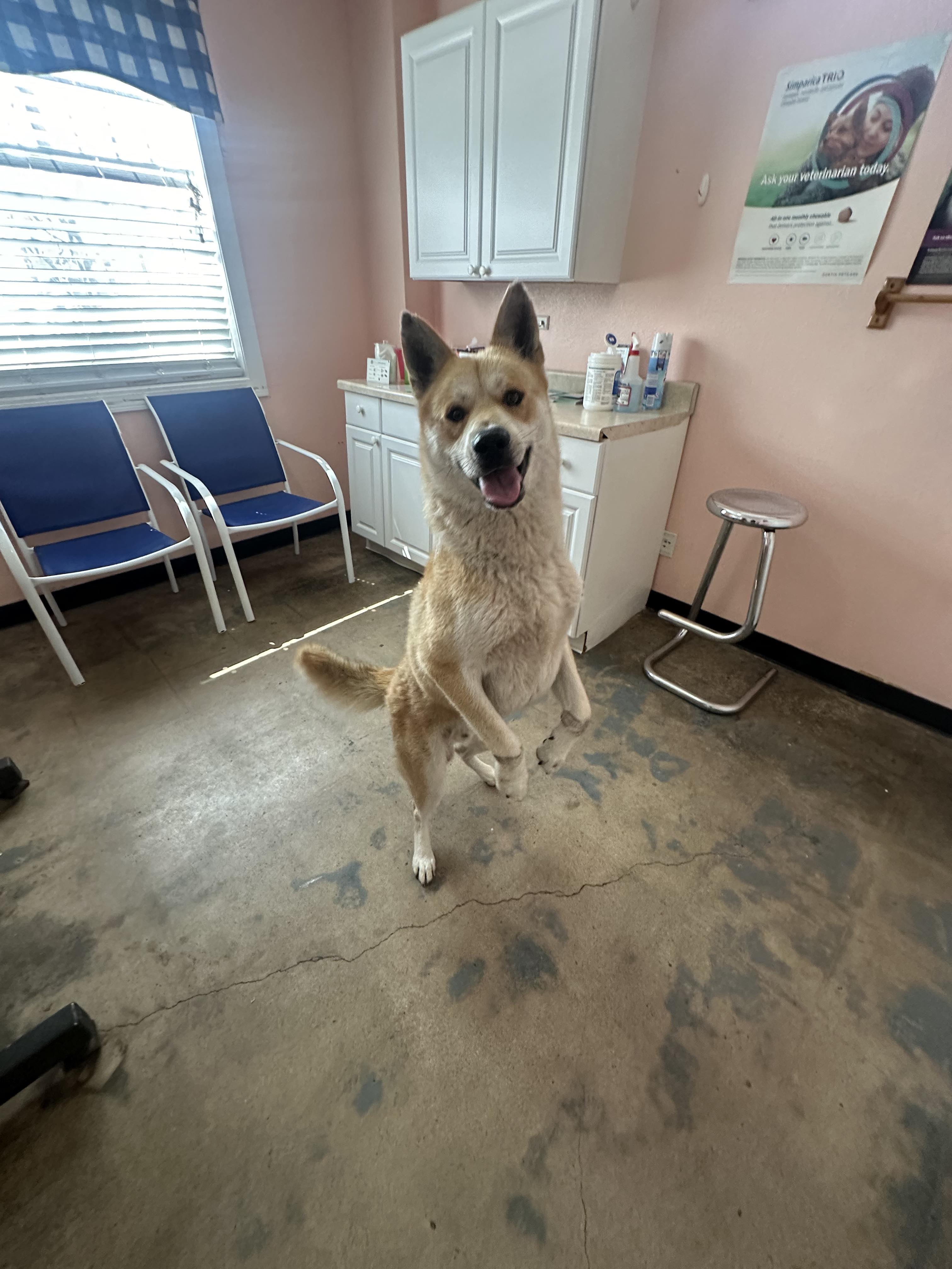 Enlarge Timon, a Adopted mixed breed in North Versailles, PA image 2/5