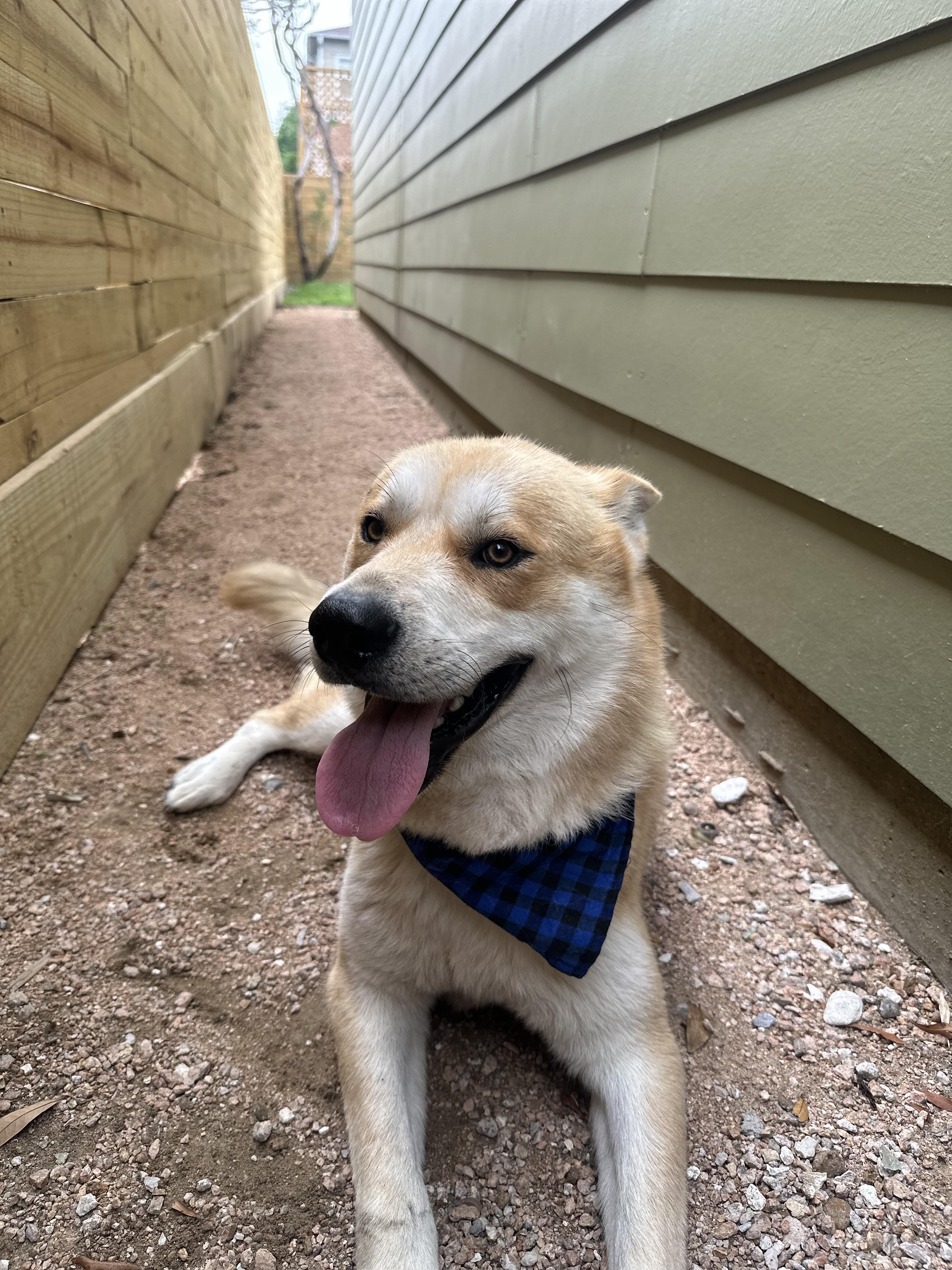 Enlarge Timon, a Adopted mixed breed in North Versailles, PA image 3/5