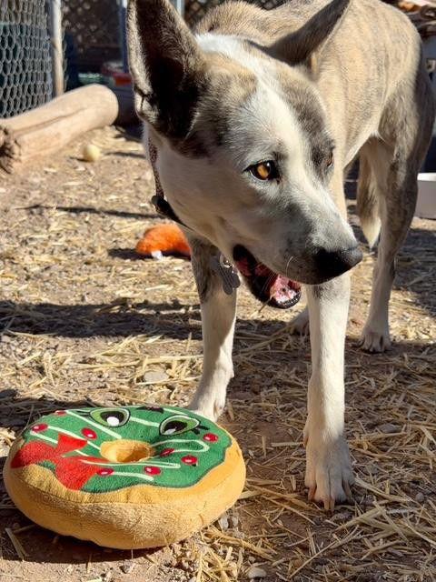 Enlarge Playa Blanca, a Adoptable Australian Cattle Dog / Blue Heeler in Williamsburg, NM image 1/3