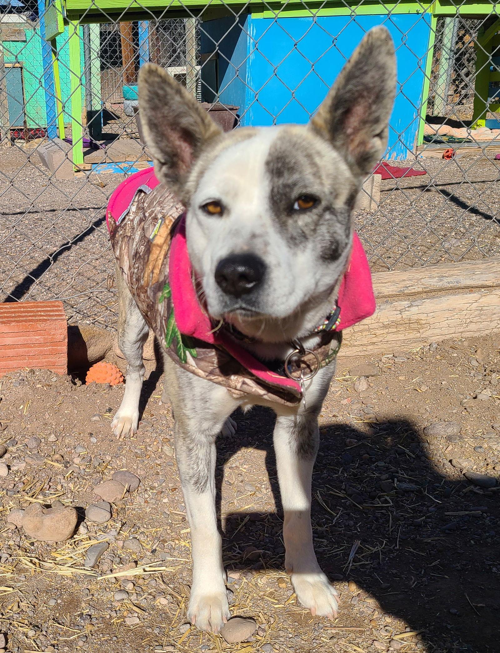Playa Blanca, Adoptable, Adult Female Australian Cattle Dog / Blue Heeler.
