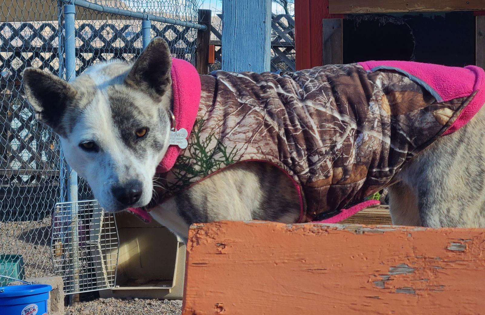 Enlarge Playa Blanca, a Adoptable Australian Cattle Dog / Blue Heeler in Williamsburg, NM image 2/3