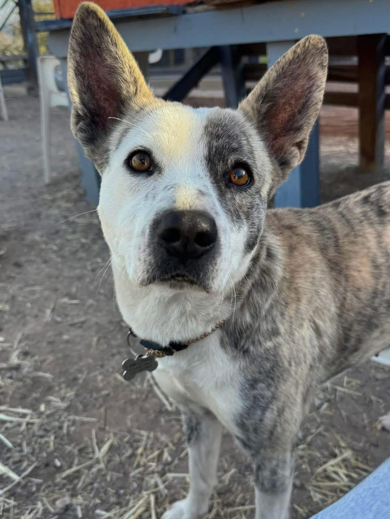 Enlarge Playa Blanca, a Adoptable Australian Cattle Dog / Blue Heeler in Williamsburg, NM image 3/3