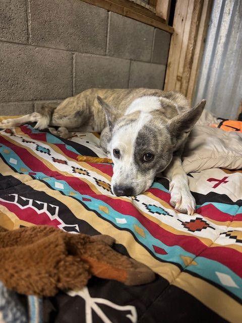 Enlarge Playa Blanca, a Adoptable Australian Cattle Dog / Blue Heeler in Williamsburg, NM image 2/3