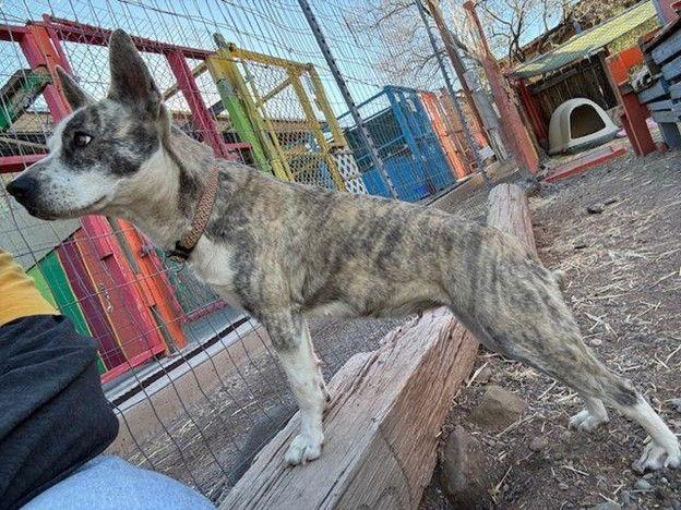 Enlarge Playa Blanca, a Adoptable Australian Cattle Dog / Blue Heeler in Williamsburg, NM image 3/3